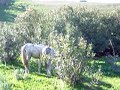 حمار, بغل, وحصان في الجنان المخيف