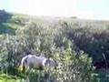 حمار, بغل, وحصان في الجنان المخيف