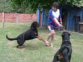 ROTTWEILER ARGENTINA FAUSTO VOM HAUSE EDELSTEIN