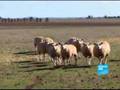 Des OGM contre la sécheresse