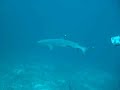 Whitetip SHark in Pescador Island - Cebu