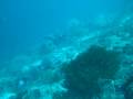 Whitetip SHark in Pescador Island - Cebu