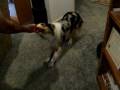 videos de Esme aussie tugs tough