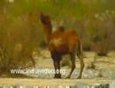 Bactrian Camel, Nubra Valley, Jammu Kashmir, India