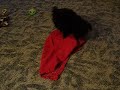 トイプードル動画