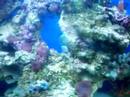 green chromis\