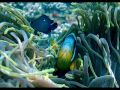 diving-in-tofo-mozambique-may-2008.html