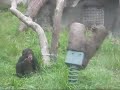 小猩猩