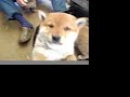 Shiba-inu Five puppies