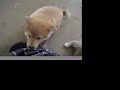 shiba inu five puppies