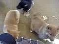Shiba-inu Five puppies