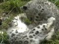 Snow leopard cubs at play - Woodland Park Zoo
