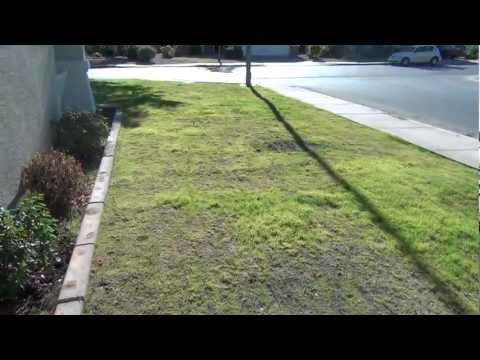 how to patch bermuda grass