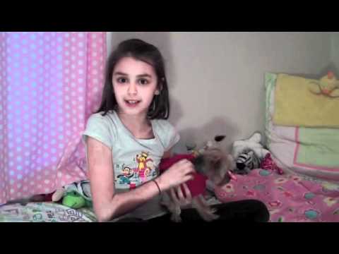 how to take care of a yorkie