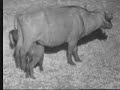 African Watering Hole: Baby Water Buffalo African Watering Hole: Baby Water Buffalo