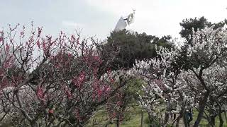 最近の写真・動画