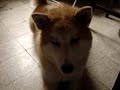 Akihito/Obbedience 2 (Akita Inu)