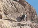 first colorado whipper first colorado whipper