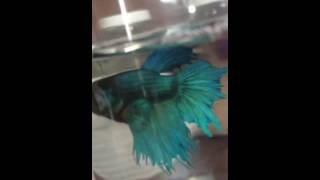 Vídeo do Betta