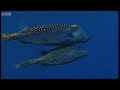 Weird mating rituals - Battle of the Sexes - BBC