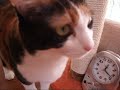 ごはん待ちの猫 - My cat looks forward to a mealtime.