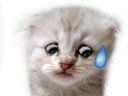 Cat singing amazimg kiss by boa