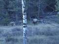 7 x 6 Bull Comes in to 5 Yards!