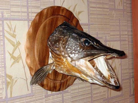Поделки из щучьих голов Поделки из щучьих голов