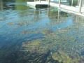 Introduction to Edward Ball Wakulla Springs State ...