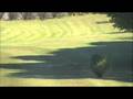 Quail Run #5