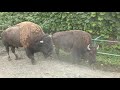 アメリカバイソン (岩手サファリパーク) 2019年8月12日