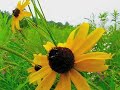 Blackeyed Susan Blackeyed Susan