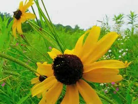 Blackeyed Susan