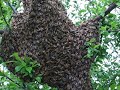 Swarm Swarm