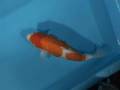 Tategoi-koi nishigoi stock 200049
