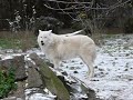 Arctic white wolves at Berlin Zoo November 22