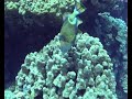 Click here to watch this video 2005-10 Marsa Alam Deep South Scuba Diving 2/3