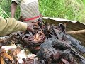 Smoking Fish in Mbam Djerem National Park