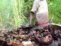 Smoking Fish in Mbam Djerem National Park