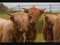 old mcdonald had a farm old mcdonald had a farm