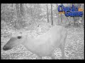 HCO Scoutguard SG550 Movies & Slideshows Deer, Coyote, Dogs