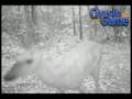 HCO Scoutguard SG550 Movies & Slideshows Deer, Coyote, Dogs