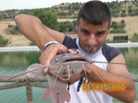 Pesce Gatto Come Si Pesca E Le Caratteristiche Principali