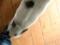 susy pig mangia i lacci