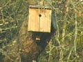 birdbox- blue tit(s) birdbox- blue tit(s)