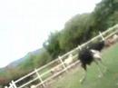 mexican ostrich