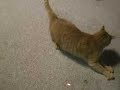 Cats chasing laser pointer Cats chasing laser pointer