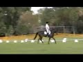 Standardbred Dressage
