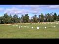 Standardbred Dressage