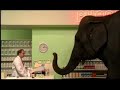 Mastercard Paypass Elephant Commercial Mastercard Paypass Elephant Commercial